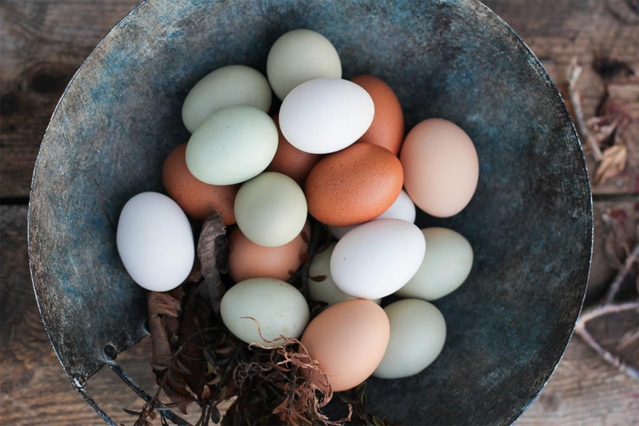 Hatchery's Choice Rainbow Assortment, Not Sexed