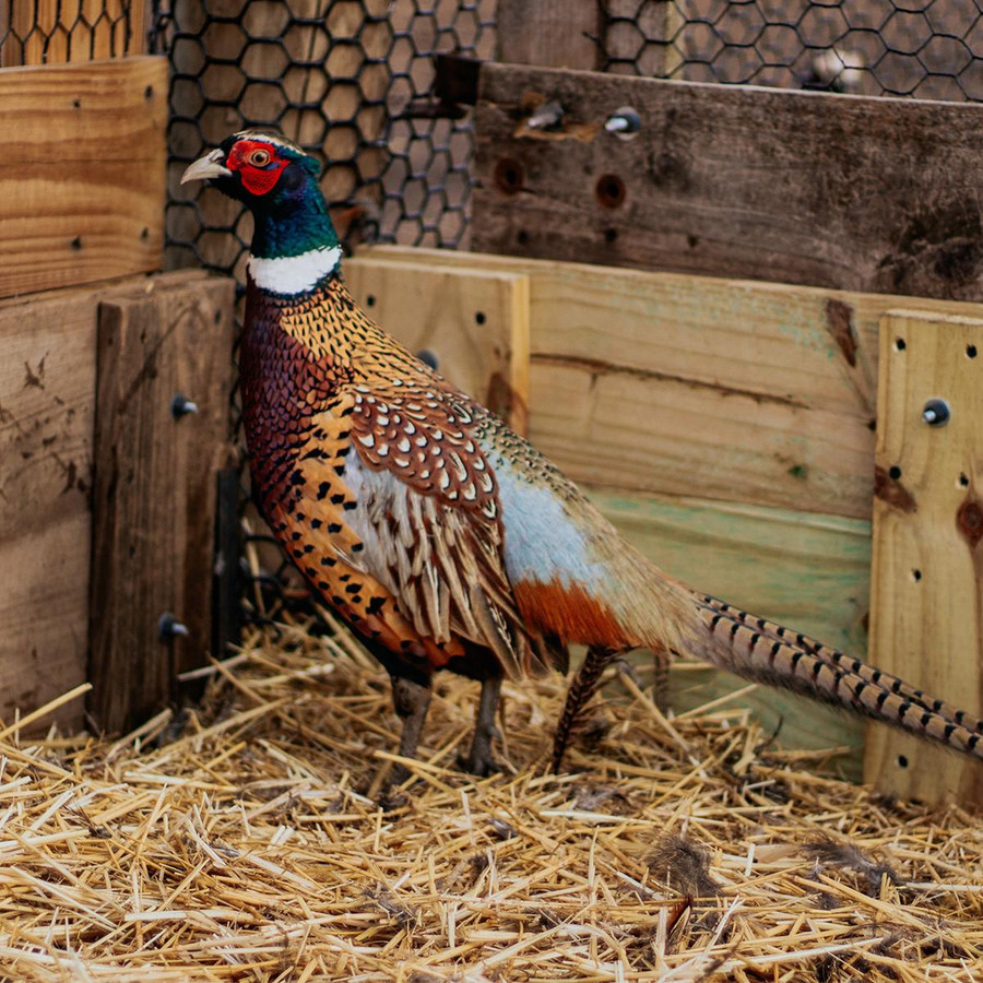 Chinese Ringneck Pheasants, Male