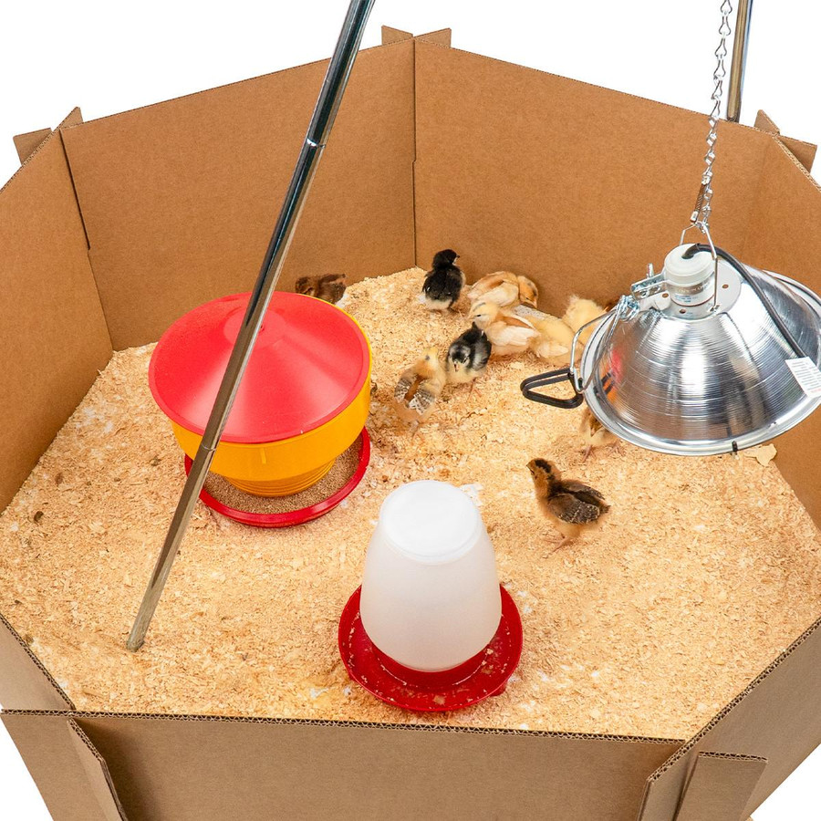 Comprehensive Chick Starter Kit - Lamp Brooder