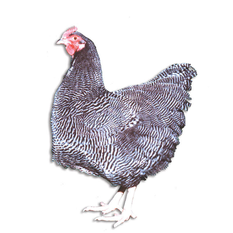 Barred Plymouth Rock Eggs, LC027, Stromberg's.