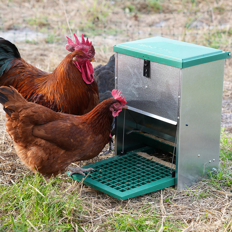 PH190 strombergs automatic chicken and duck treadle feeder feedomatic 26 lbs in use with chickens PH190 strombergs automatic chicken and duck treadle feeder feedomatic 26 lbs in use with chickens