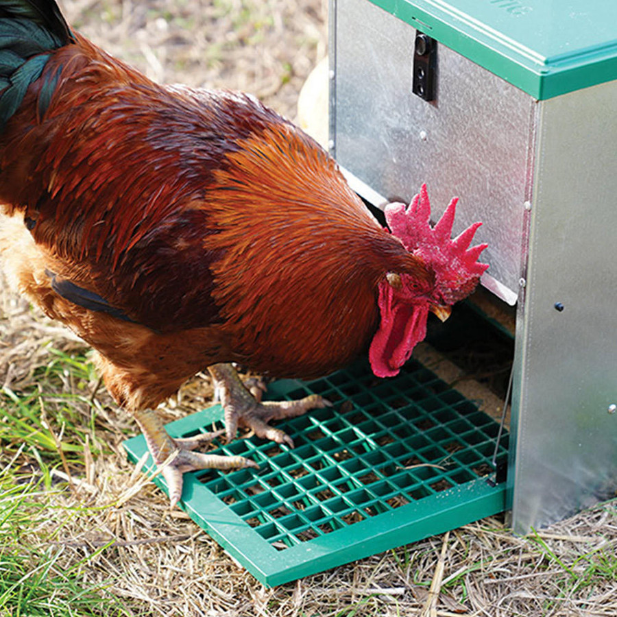 PH190 strombergs automatic chicken and duck treadle feeder feedomatic 26 lbs in use with chicken feeding PH190 strombergs automatic chicken and duck treadle feeder feedomatic 26 lbs in use with chicken feeding