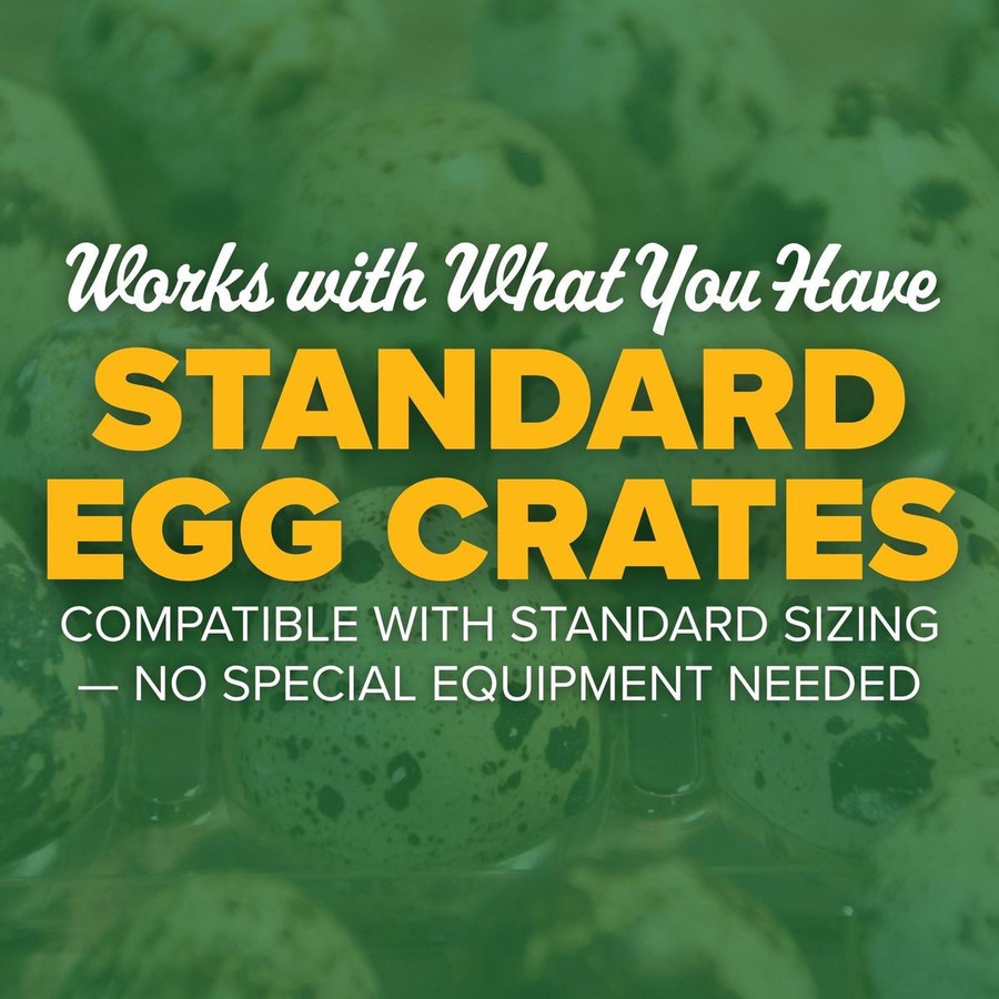 Plastic Quail Egg Tray, PP251, Stromberg's.