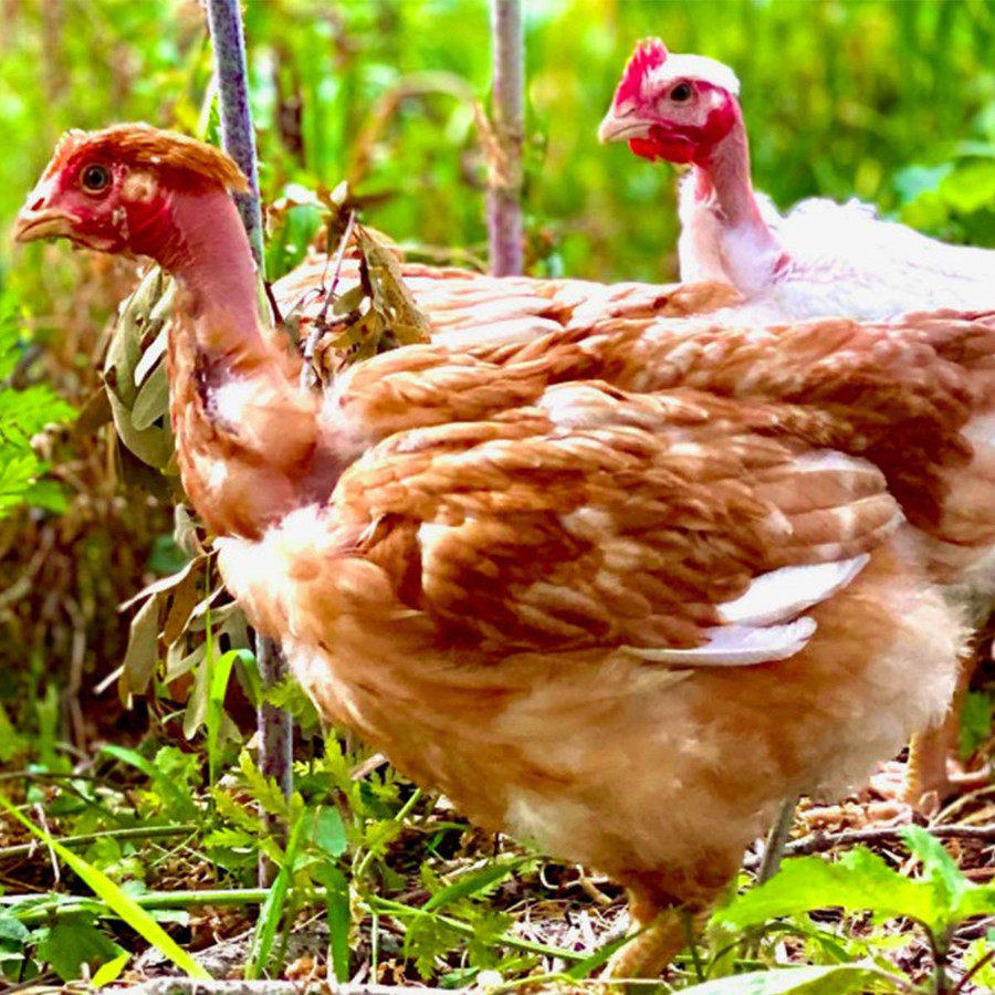 Pioneer Slow-Growing Meat Chicks, Male, LC491, Stromberg's