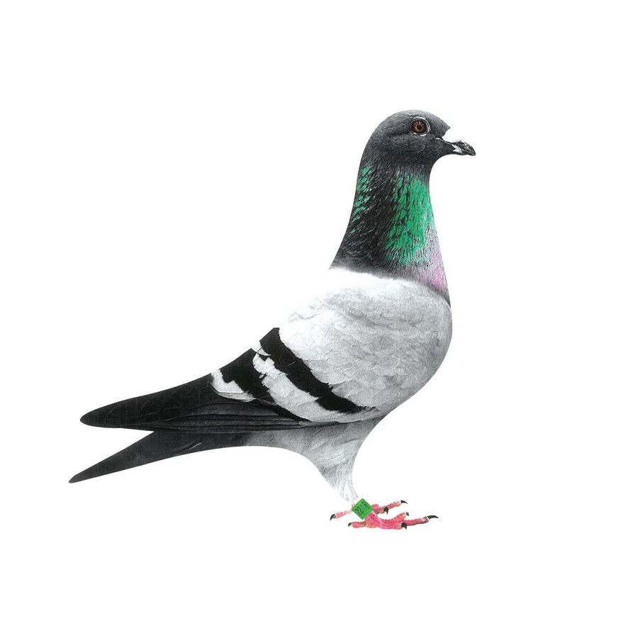 Tosca × Golden Lightning Homer Pigeons, Pedigreed