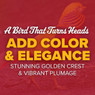 Red Golden Pheasants, Y708, Stromberg's.