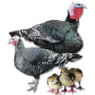 Broad Breasted Bronze Turkey Hatching Eggs, LP307, Stromberg's.