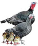 broad breasted bronze turkeys, LP361, Stromberg's.