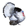 Royal Palm Turkeys, LP359, Stromberg's.