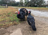 Black Spanish Turkeys, LP358, Stromberg's.