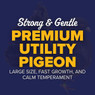 White King Utility Pigeons, Y592, Stromberg's.