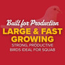 Giant White Hubble Utility Pigeons, Y593, Stromberg's.