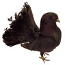 Black Fantail Pigeon, Y596, Stromberg's.