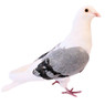 Blue Bar Saddle Janssen Racing Homer Pigeons, Y654, Stromberg's.