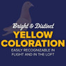 Yellow Trenton Racing Homer Pigeons, Y655, Stromberg's.