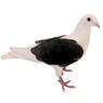Black Eagle Saddle Racing Homer Pigeons,Y645, Stromberg's.