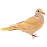 Rosy Ringneck Doves, Y683, Stromberg's.