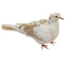 Tufted Ringneck Doves, Y696, Stromberg's.
