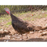 Chocolate Turkey Poults: Straight Run, LP371, Stromberg's.