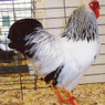 Columbian Wyandotte Bantam