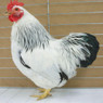 Columbian Rock Bantam