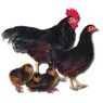 Rhode Island Red Bantam Chickens and Chicks