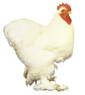White Cochin Bantam