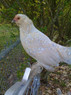 Porcelain D'uccle Bantam