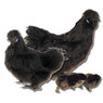 Black Silkie Bantam