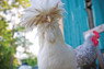 White Polish Chicken