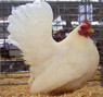 White Japanese Bantam