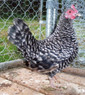 Barred Old English Bantam