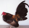 Brassy Back Old English Bantam