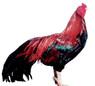 Black Breasted Red Cubalaya Bantam