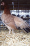 Wheaten Cubalaya Bantam