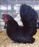Black Japanese Bantam