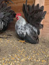 Gray Japanese Bantam