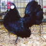 Black Rosecomb Bantam