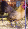 Ginger Red Old English Bantam