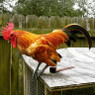 Ginger Red Old English Bantam