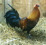 Brown Breasted Brown Red Jungle Fowl