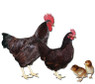 Rhode Island Red Chicks, Y506, Stromberg's.