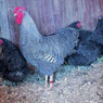 Barred Plymouth Rock Chicks, Y508, Stromberg's.