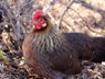 Brown Leghorn Chicks