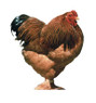 Buff Brahma Chicks, Y517, Stromberg's.