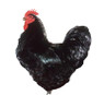Black Jersey Giant Chicks, Y524, Stromberg's.