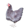 Barred Plymouth Rock Eggs, LC027, Stromberg's.
