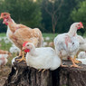 Pioneer Slow-Growing Meat Chicks, Male, LC491, Stromberg's