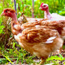 Pioneer Slow-Growing Meat Chicks, Male, LC491, Stromberg's