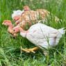 Pioneer Slow-Growing Meat Chicks, Male, LC491, Stromberg's